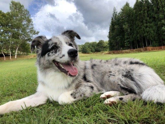 ボーダー・コリーのノアくん