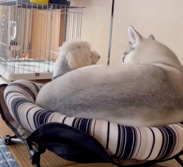 リクくんと一緒に寝たいアシㇼちゃん