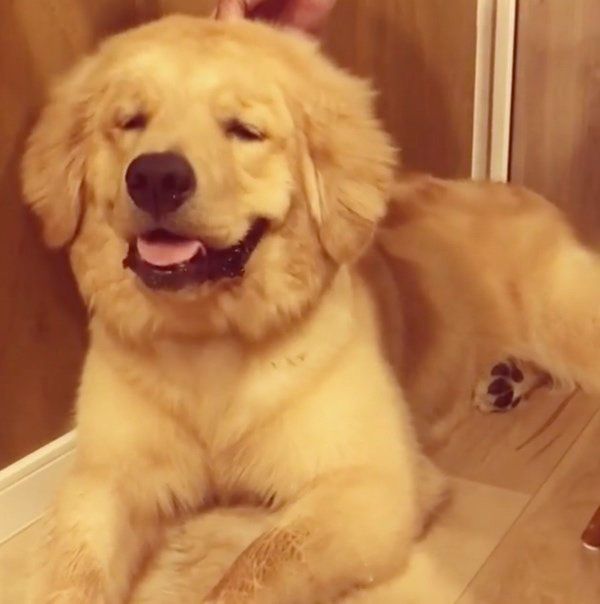 サークルに入りたくないゴールデン・レトリーバー