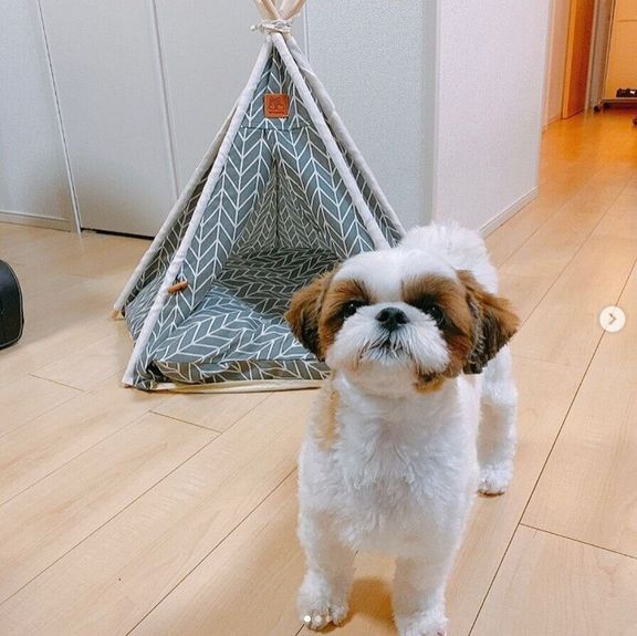 テントの前に立つ犬(シーズー、メス)