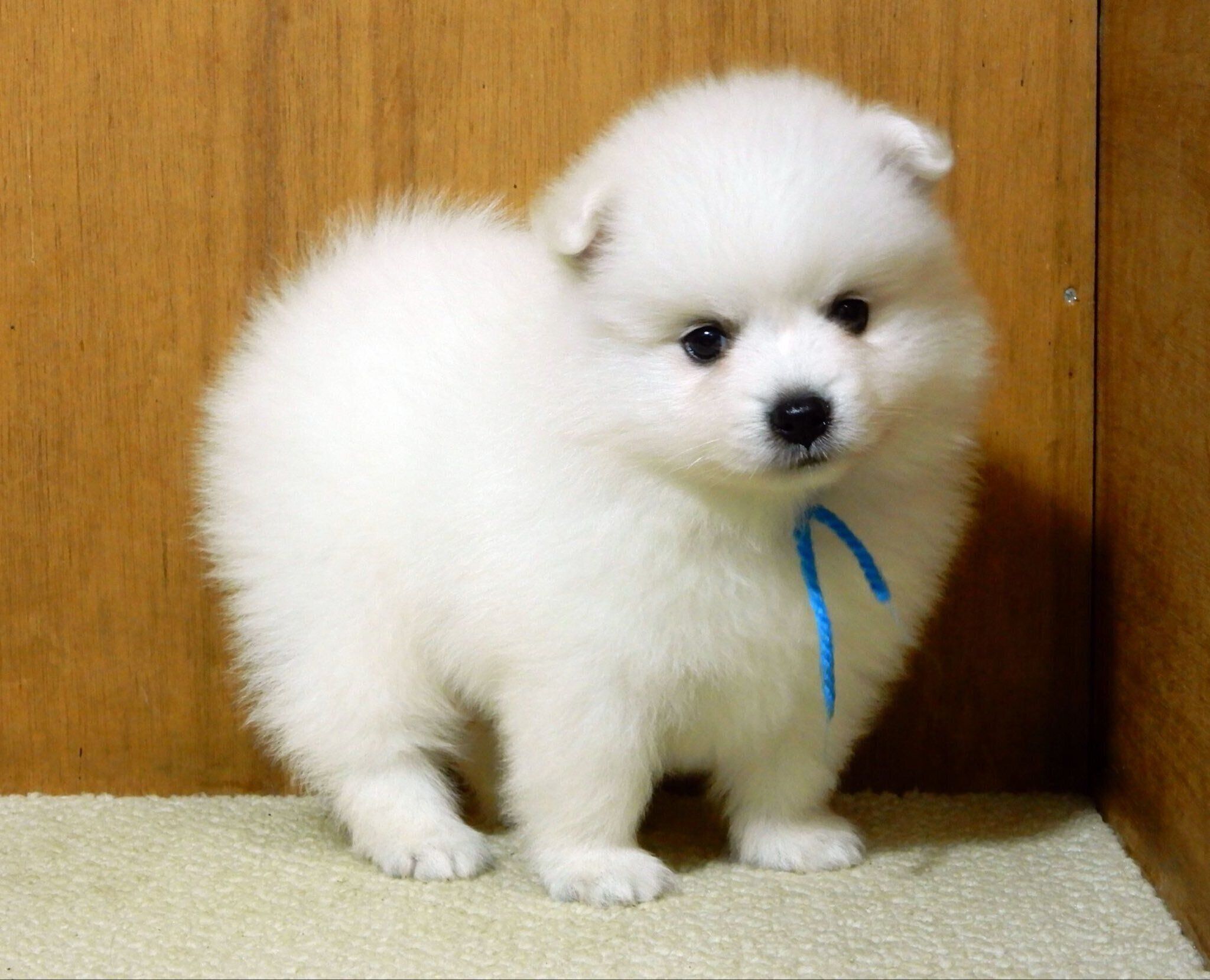 子犬時代の銀くん　飼い主さんのお気に入りの1枚なのだとか