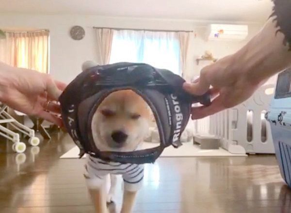 「すぽっ」の掛け声に反応する柴犬