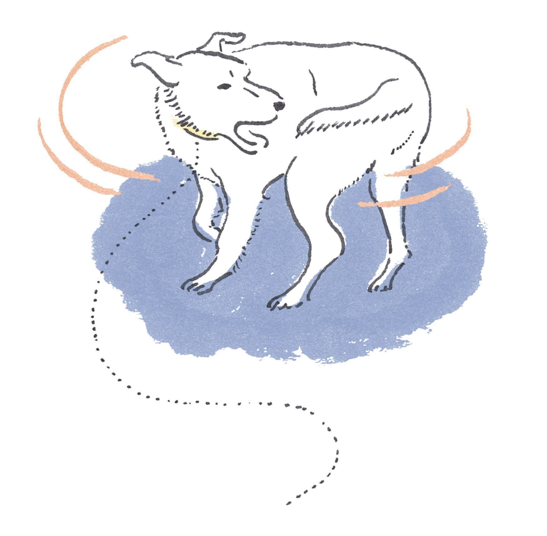 心配な犬の 心の病気 リモートワークが増えた飼い主さんは要注意 いぬのきもちweb Magazine