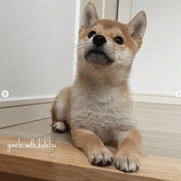 見上げるこてつくん