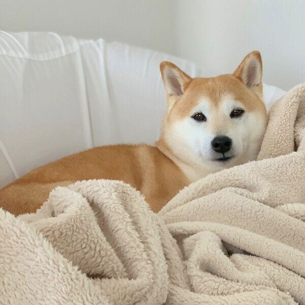 まったりするこたろうくん