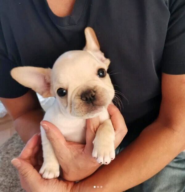 お迎え当時の桜丸くん