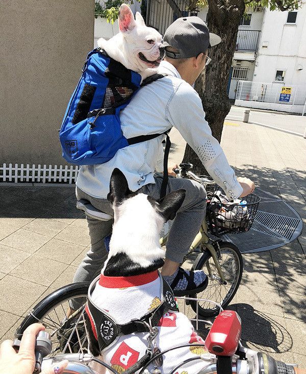 自転車に乗るフレンチ・ブルドッグちボストン・テリア