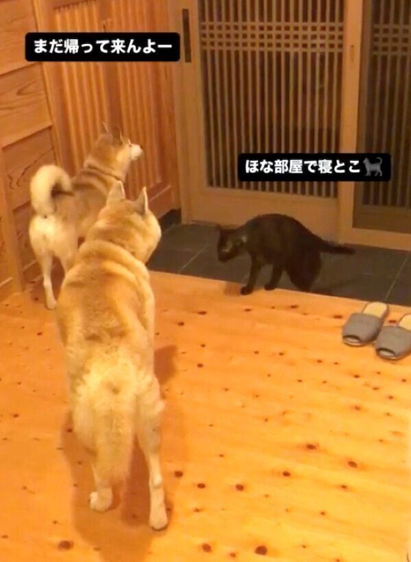 お父さんの帰宅を玄関で待つ蘭丸くん、茶々ちゃん、すずちゃん