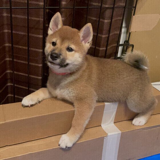 犬の早食いはなぜよくない？ 犬の早食いのリスクと対策を獣医師に聞いてみた いぬのきもち