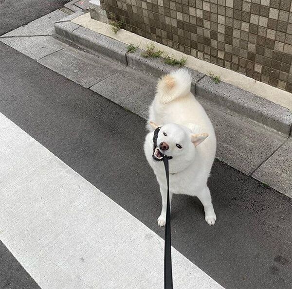 拒否柴になるゆきみちゃん