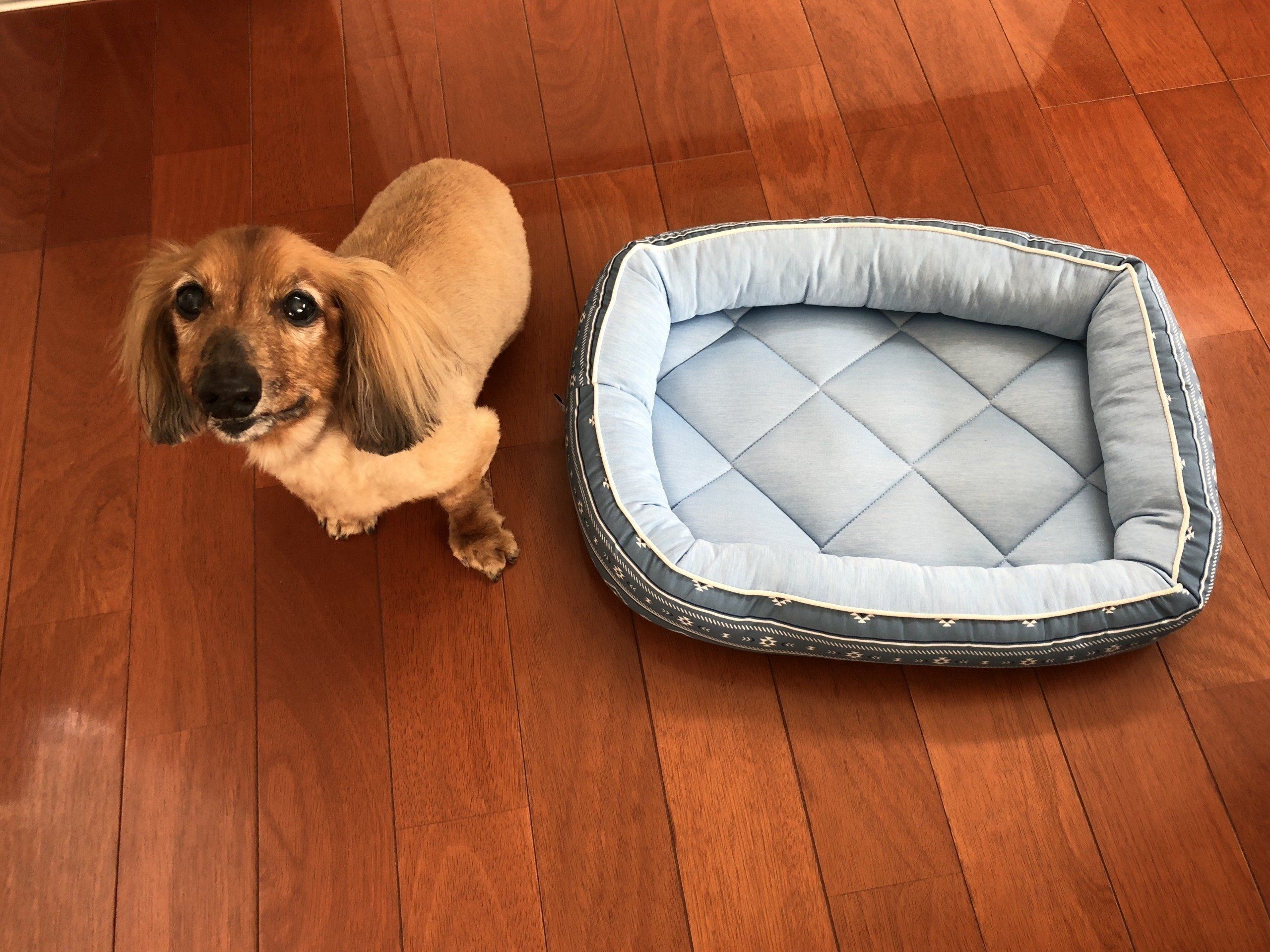 売り切れ続出 ニトリの Nクール シリーズのペットベッドを体験 いぬのきもちweb Magazine