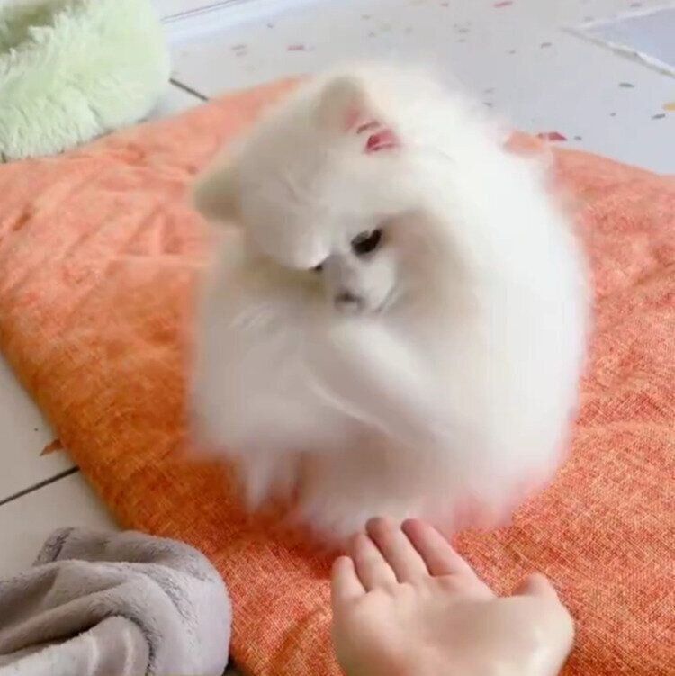 スイングするように勢いよくオテをする太郎くん