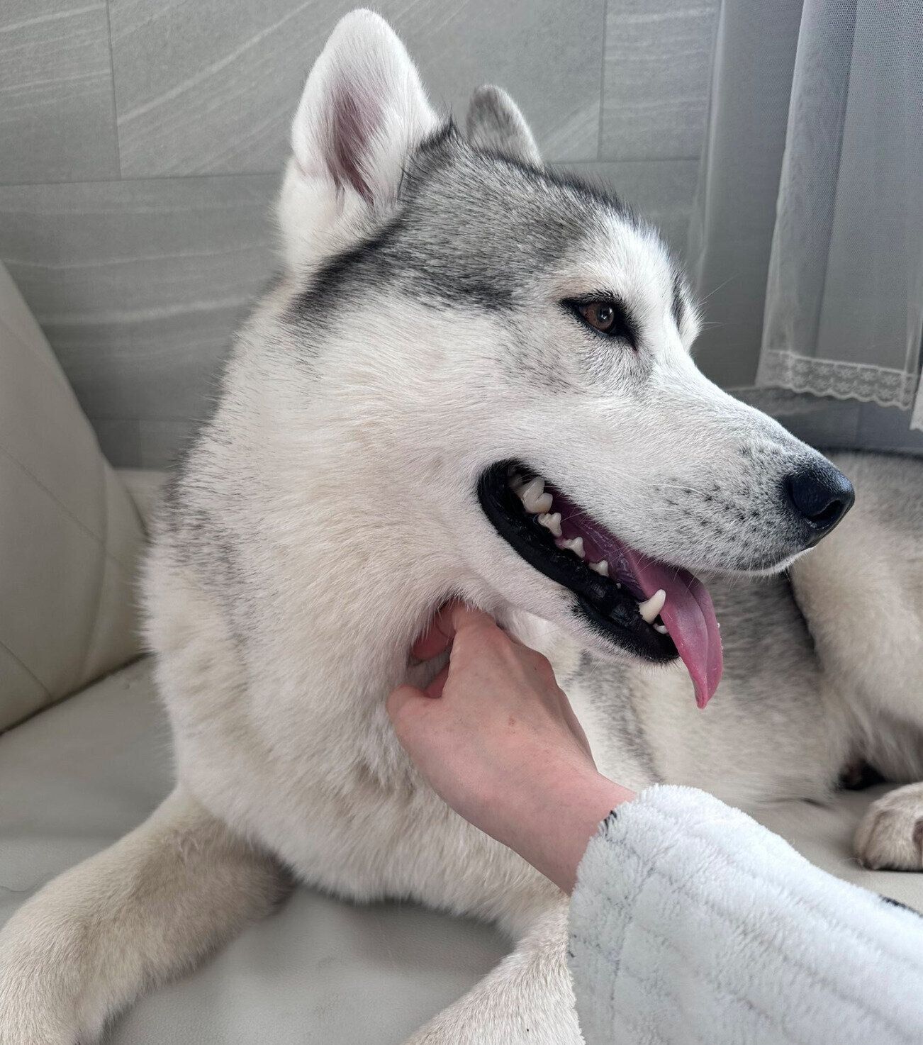 ナデナデを堪能するロゼくん