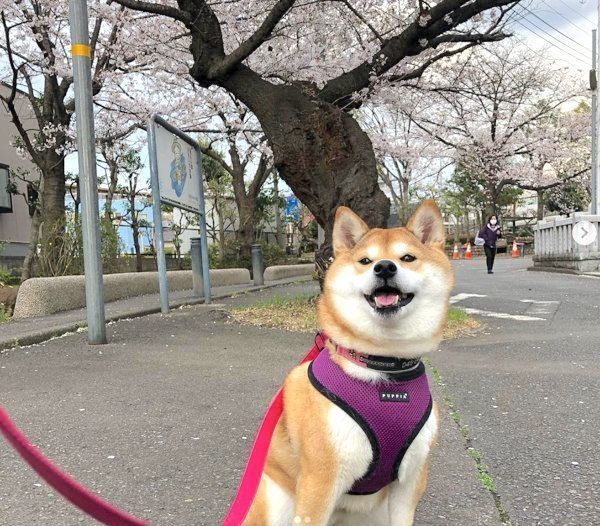 お散歩する柴犬