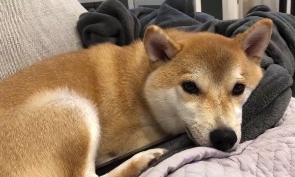 リモコンを枕にする柴犬
