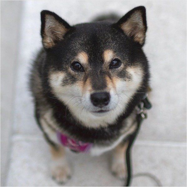 カメラ目線の豆柴