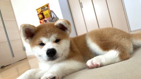 見つめるきなこちゃん