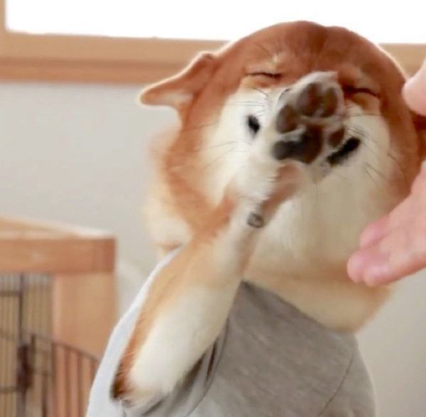 最大級のおもてなしをする柴犬