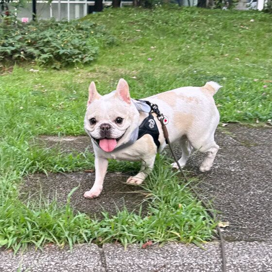 お散歩中のフレンチ・ブルドッグ いぬのきもち