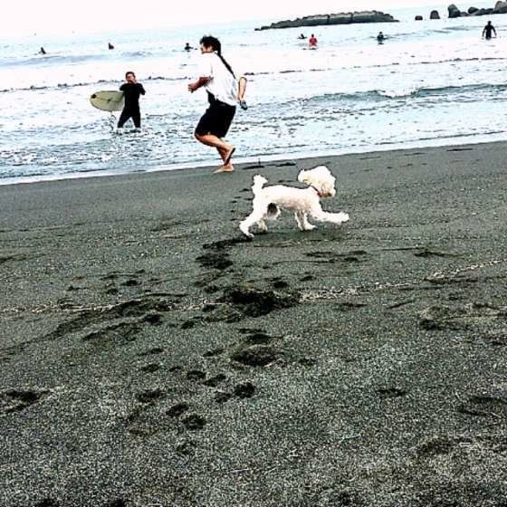 砂浜をダッシュするトイ・プードル