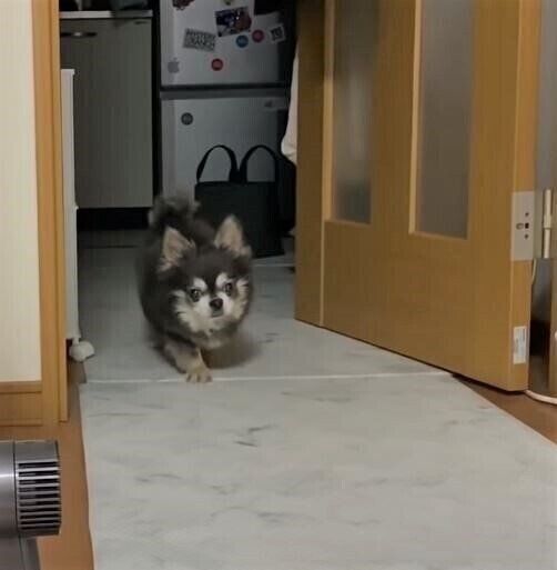 チワワのラズくん