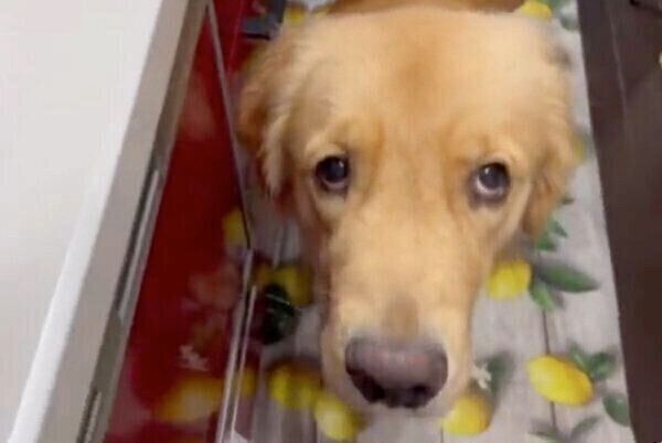 心配そうに飼い主さんを見つめるセナくん