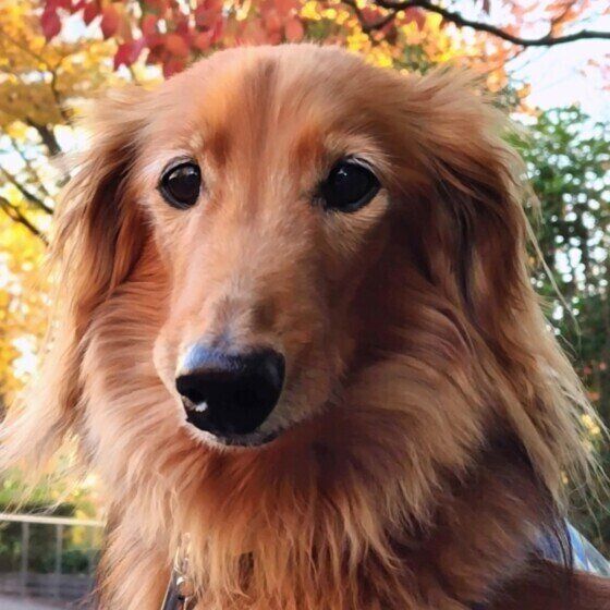 ダックスフンドのニムくん