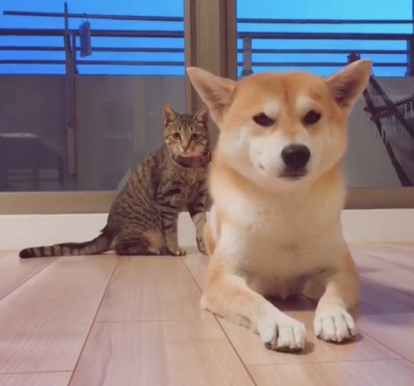 犬の背後に忍び寄る猫