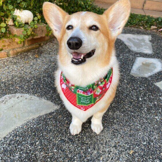 笑顔のコーギー