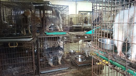 町屋さんたちの調査で明らかになった、引取り業者の劣悪な犬舎