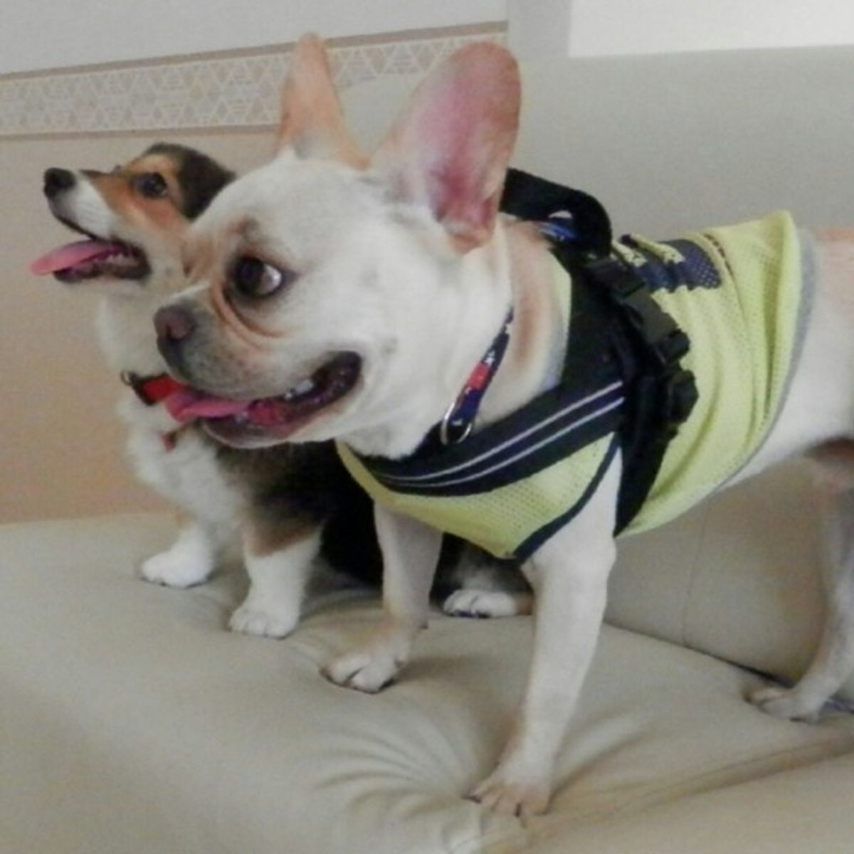 犬が おなら する理由って 対策 おならの原因となる病気まで いぬのきもちweb Magazine 犬が おなら する理由って 対策 おならの原因となる病気まで いぬのきもちweb Magazine