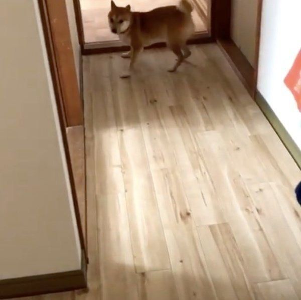 イタズラをする豆柴