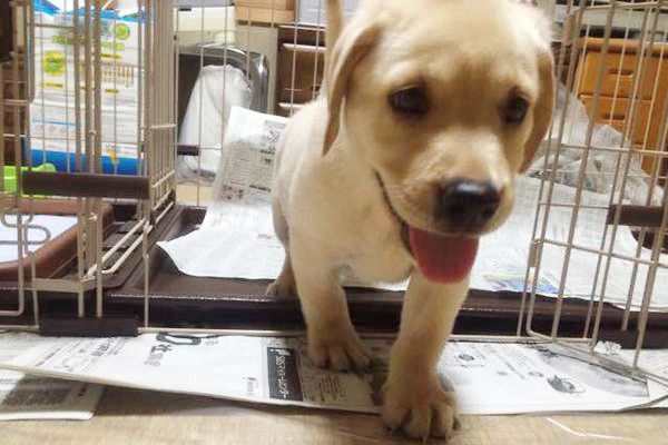 歩くラブラドール・レトリーバー