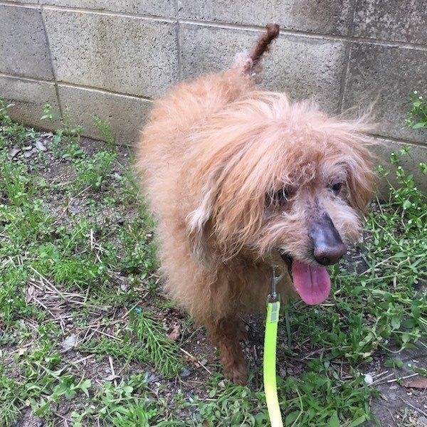 ワンコと飼い主さんのエピソード