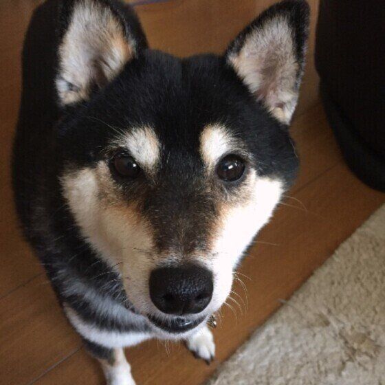 見つめる柴犬