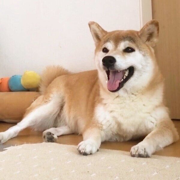 鶏肉パックを開けた音に反応するももちゃん