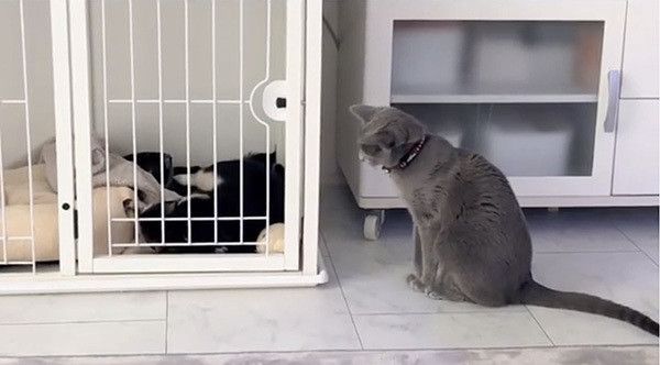 遊ぶコーギーと気になるロシアンブルー