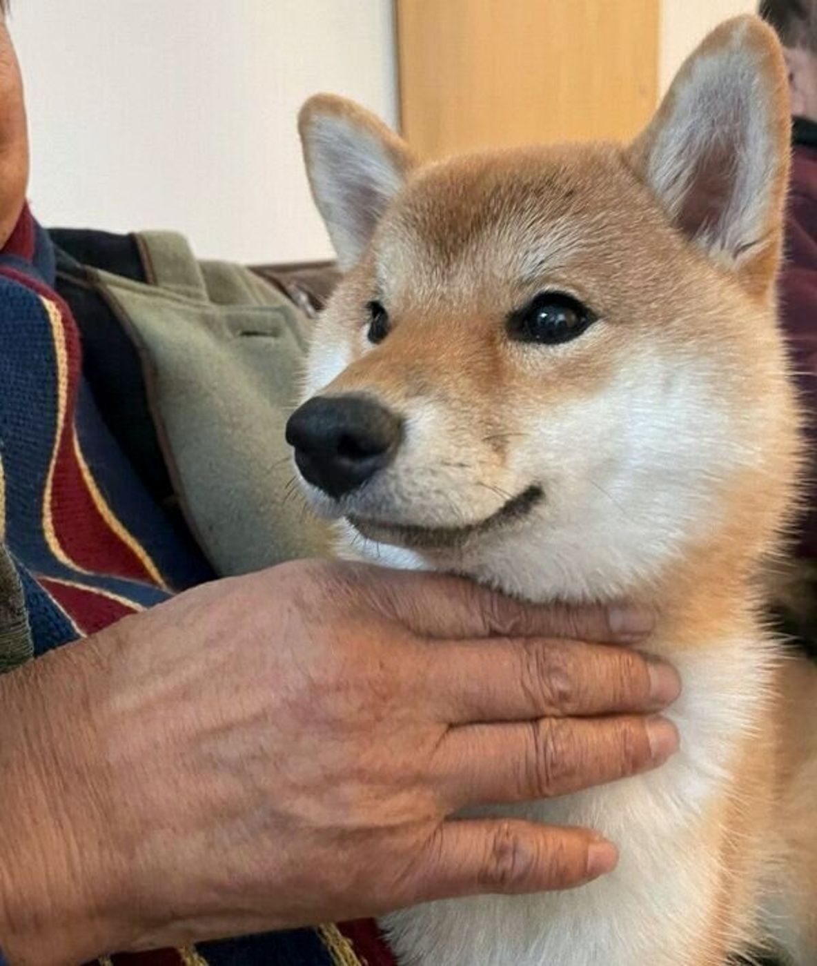 犬が苦手だったのに今では大の仲良し おじいちゃんと柴犬の距離が縮まった きっかけ に心温まる いぬのきもちweb Magazine 犬が苦手だったのに今では大の仲良し おじいちゃんと柴犬の距離が縮まった きっかけ に心温まる いぬのきもちweb Magazine