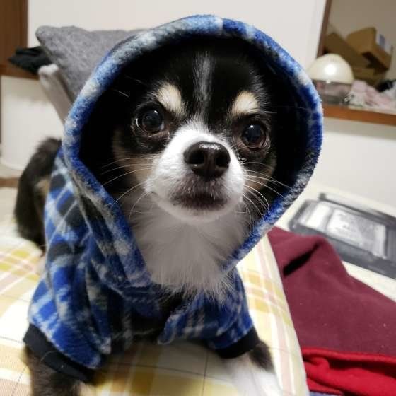 冬支度をするあみんくん