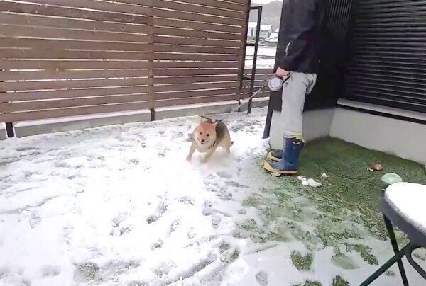 初めての雪に大興奮するおにぎりくん