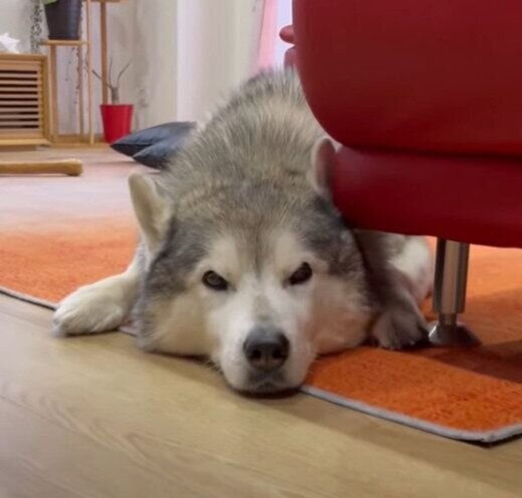 お姉ちゃんにかまってほしくて拗ねるハスキー おやつ食べる にはあっさり負けちゃう いぬのきもちweb Magazine お姉ちゃんにかまってほしくて拗ねるハスキー おやつ食べる にはあっさり負けちゃう いぬのきもちweb Magazine