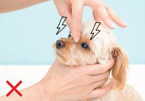 目ヤニをとられる犬