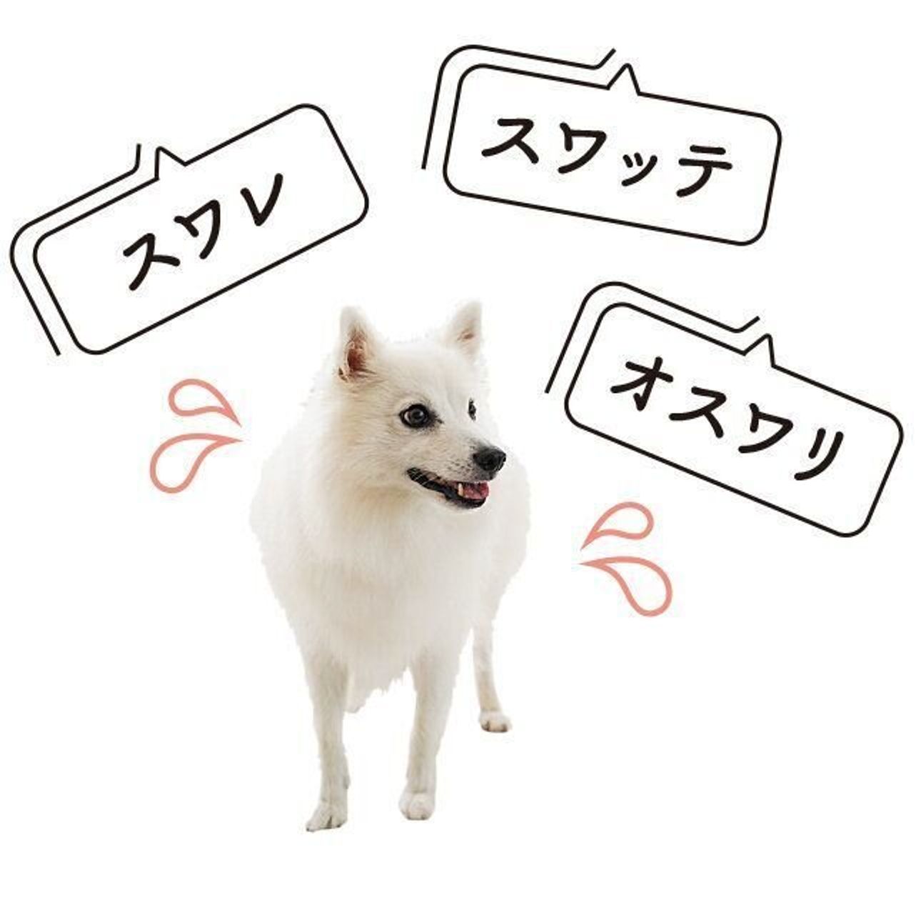ゆっくり ハッキリがポイント 犬と 心が通じる ための言葉づかい いぬのきもちweb Magazine ゆっくり ハッキリがポイント 犬と 心が通じる ための言葉づかい いぬのきもちweb Magazine