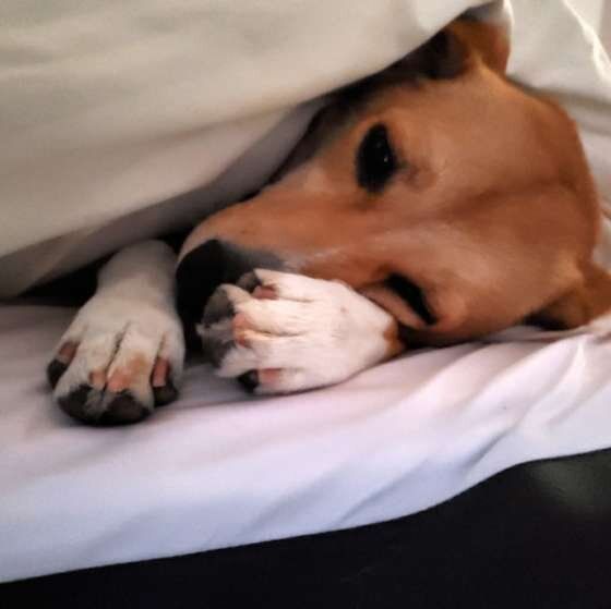 眠る犬