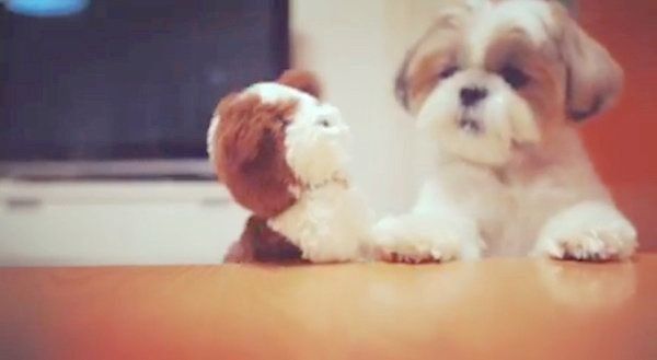 ぬいぐるみにキスをするシー・ズー