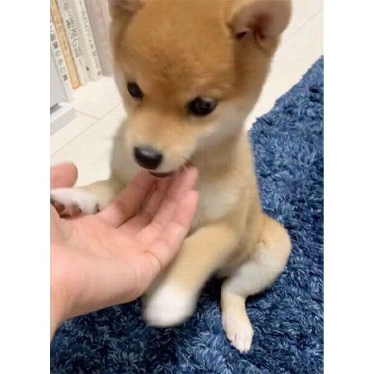 オテ を初成功させた子犬が 抱きしめたくなる可愛さ もうすぐ2才になる成長ぶりにグッとくる いぬのきもちweb Magazine オテ を初成功させた子犬が 抱きしめたくなる可愛さ もうすぐ2才になる成長ぶりにグッとくる いぬのきもちweb Magazine