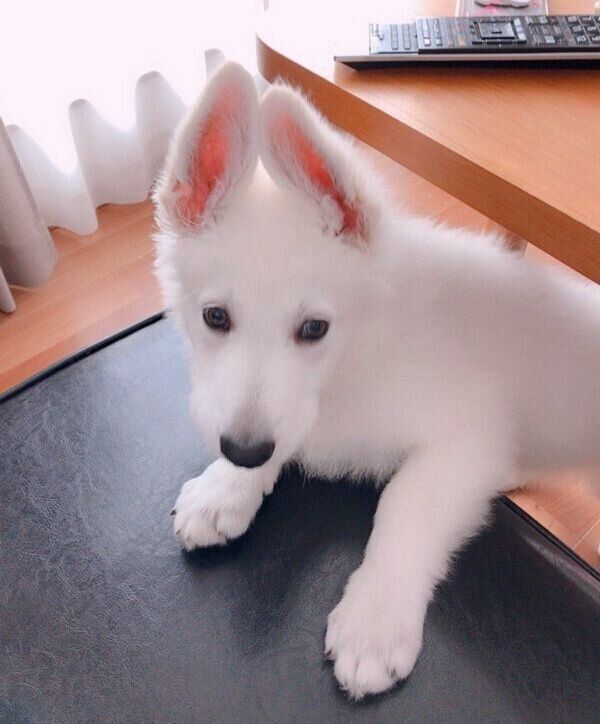 「ウサギ」のようなモフちゃん