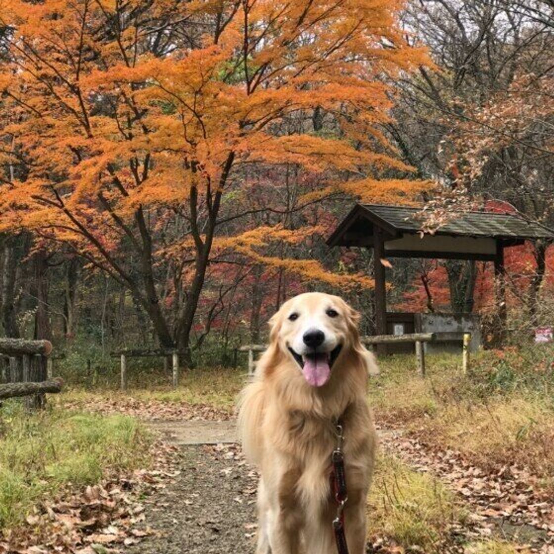 獣医師解説 犬のいびきは病気 病院に行くべき症状は いぬのきもちweb Magazine 獣医師解説 犬のいびきは病気 病院に行くべき症状は いぬのきもちweb Magazine