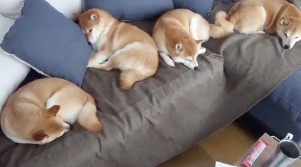 ソファを占拠するくるみちゃん、れんくん、ゆずちゃん、すずちゃん