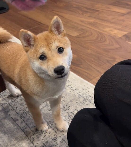 見つめるたまごちゃん